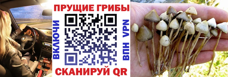 Псилоцибиновые грибы мицелий  магазин  наркотиков  Кизел 